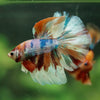 Galaxy/Candy Koi Halfmoon - 14 weeks old