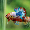 Multicolor/Galaxy Koi Plakat -10 weeks Old