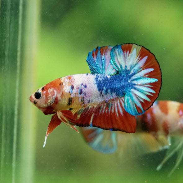 Multicolor/Galaxy Koi Plakat -10 weeks Old