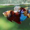 Multicolor/Galaxy Koi Plakat -16 weeks Old
