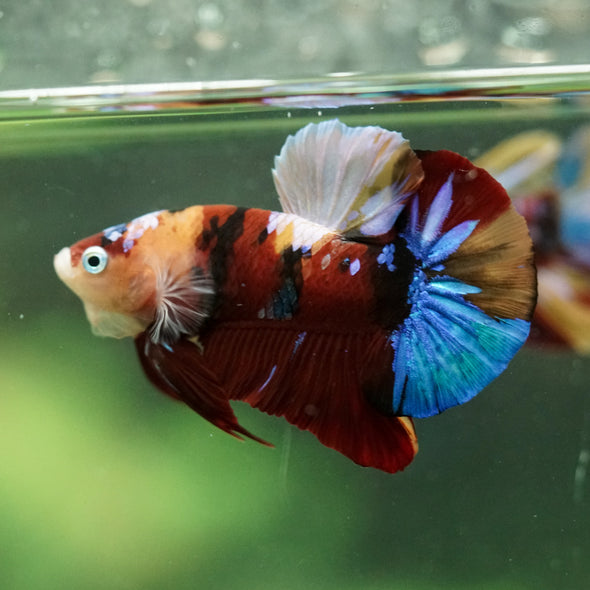 Multicolor/Galaxy Koi Plakat -16 weeks Old