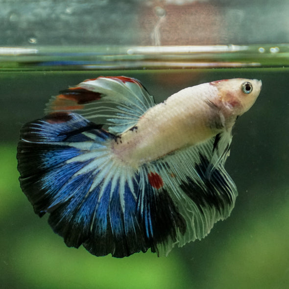 Candy/Galaxy Koi Halfmoon - 11 weeks old