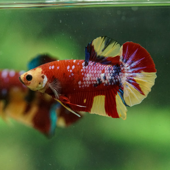 Multicolor/Galaxy Koi Plakat -16 weeks Old