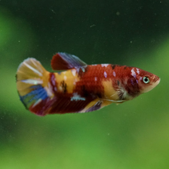 Multicolor/ Galaxy Koi Plakat- Female- 13 Weeks Old