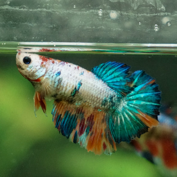 Multicolor/ Galaxy Koi Halfmoon - Female- 13 Weeks Old