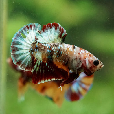 Multicolor/Galaxy Koi Plakat -16 weeks Old
