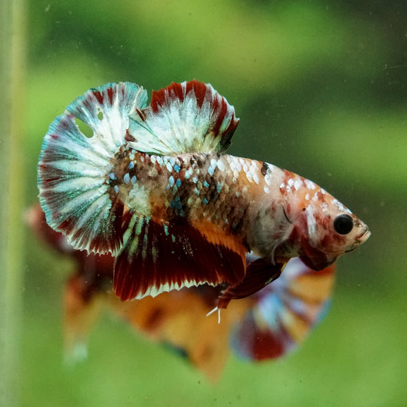 Multicolor/Galaxy Koi Plakat -16 weeks Old