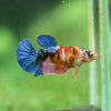 Multicolor/ Galaxy Koi Plakat- Female- 13 Weeks Old