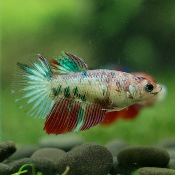 Multicolor/ Galaxy Koi Halfmoon - Female- 13 Weeks Old