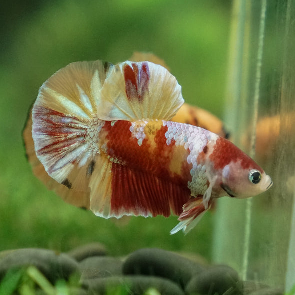 Multicolor/Galaxy Koi Plakat -13 weeks Old