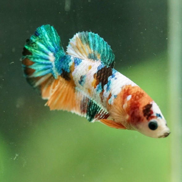 Multicolor/ Galaxy Koi Plakat- Female- 13 Weeks Old