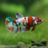 Multicolor/ Galaxy Koi Plakat - Female- 13 Weeks Old