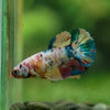 Multicolor/ Galaxy Koi Plakat- Female- 13 Weeks Old
