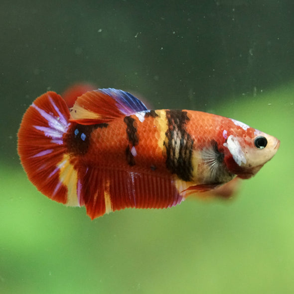 Multicolor/ Galaxy Koi Plakat- Female- 13 Weeks Old