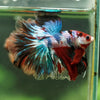 Galaxy/Candy Koi Halfmoon - 14 weeks old