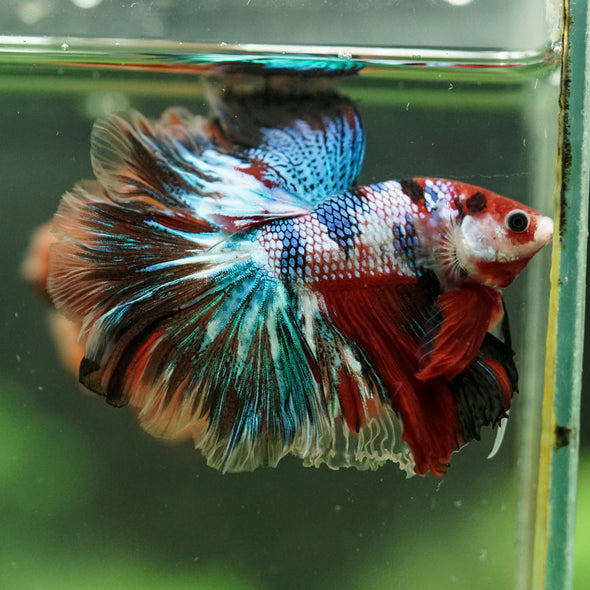 Galaxy/Candy Koi Halfmoon - 14 weeks old