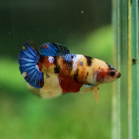 Multicolor/ Galaxy Koi Plakat - Female- 13 Weeks Old