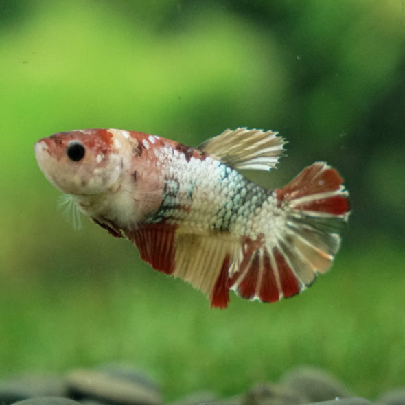 Multicolor/ Galaxy Koi Plakat- Female- 13 Weeks Old