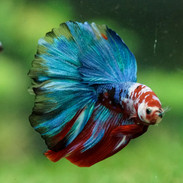 Galaxy/Candy Koi Halfmoon - 14 weeks old