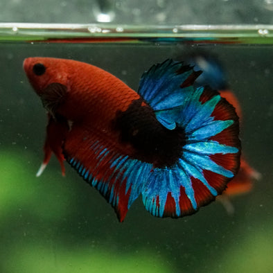 Red Fancy (Hell Boy) Plakat -13 weeks Old