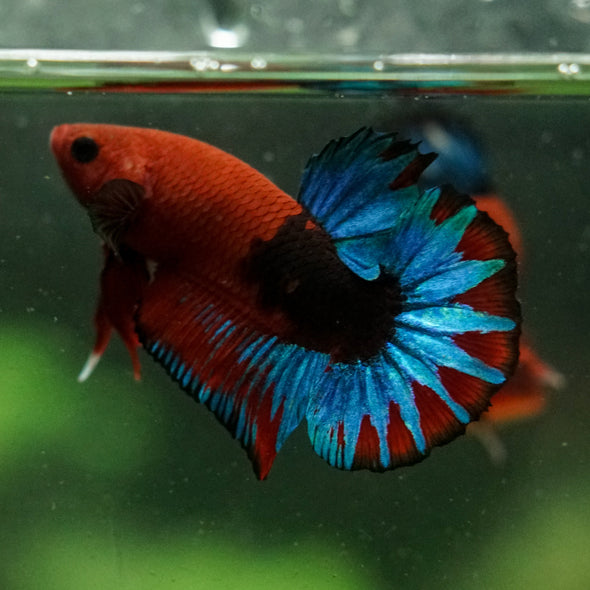 Red Fancy (Hell Boy) Plakat -13 weeks Old