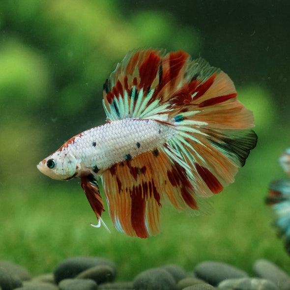 Galaxy Koi Halfmoon - 13 weeks old