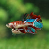 Multicolor/ Galaxy Koi Halfmoon- Female- 13 Weeks Old