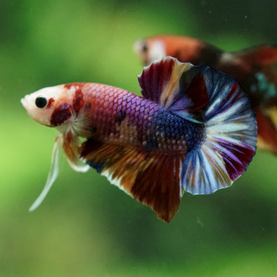 Multicolor/Galaxy Koi Plakat -11 weeks Old