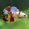 Multicolor/Galaxy Koi Plakat -16 weeks Old