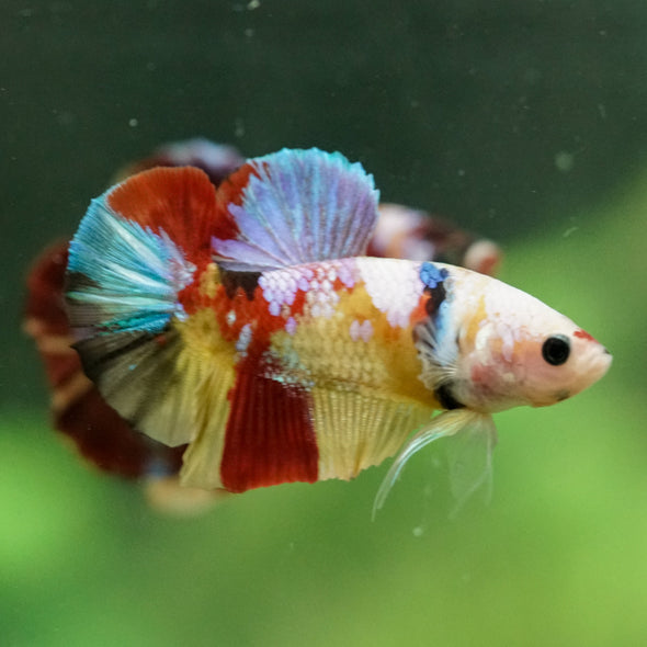 Multicolor/Galaxy Koi Plakat -16 weeks Old