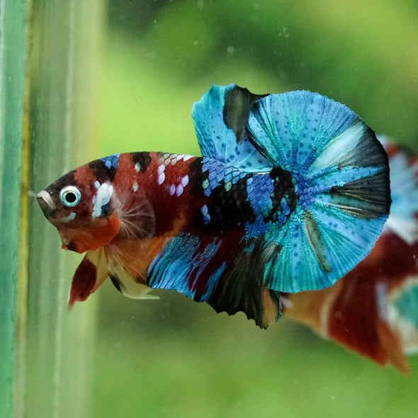 Multicolor/Galaxy Koi Plakat -16 weeks Old