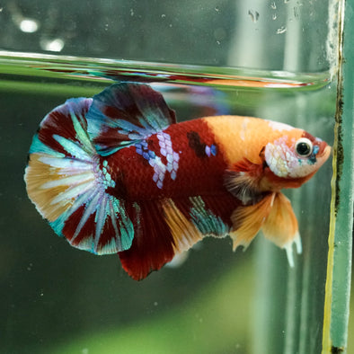 Multicolor/Galaxy Koi Plakat -16 weeks Old