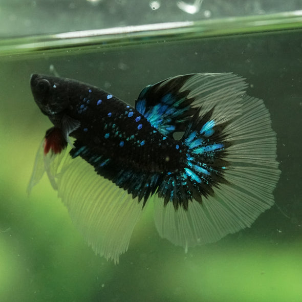 Black Base Galaxy/Candy Koi Halfmoon - 14 weeks old