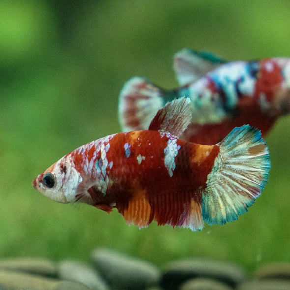 Multicolor/ Galaxy Koi Plakat- Female- 13 Weeks Old