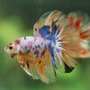 Galaxy/Candy Koi Halfmoon - 14 weeks old