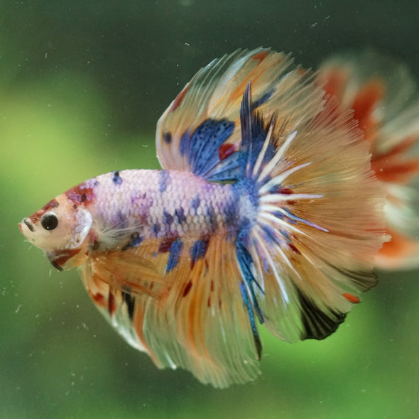 Galaxy/Candy Koi Halfmoon - 14 weeks old