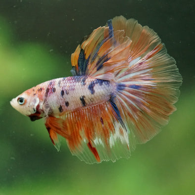 Galaxy/Candy Koi Halfmoon - 14 weeks old