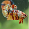 Multicolor/Galaxy Koi Plakat -16 weeks Old