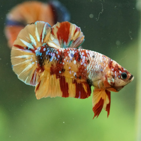 Multicolor/Galaxy Koi Plakat -16 weeks Old