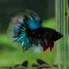 Black Base Galaxy Koi Halfmoon (Avatar) - 14 weeks old
