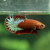 Red Fancy Plakat 13 Week Old- Female