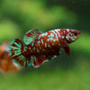 Multicolor/ Galaxy Koi Plakat - Female- 13 Weeks Old