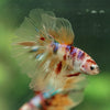 Galaxy/Candy Koi Halfmoon - 14 weeks old