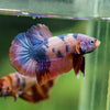 Multicolor/Galaxy Koi Plakat -13 weeks Old