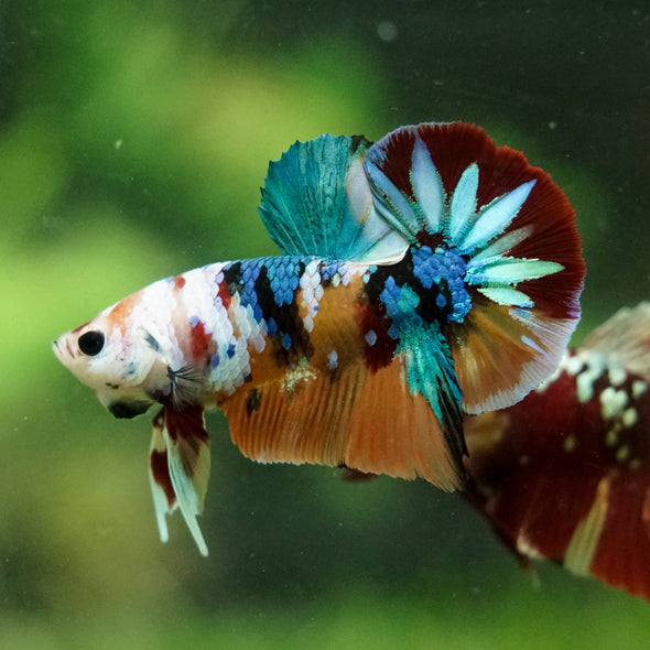 Multicolor/Galaxy Koi Plakat -16 weeks Old