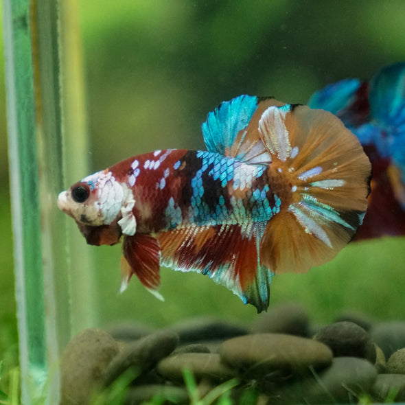 Multicolor/Galaxy Koi Plakat -13 weeks Old