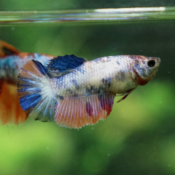 Multicolor/ Galaxy Koi Halfmoon - Female- 13 Weeks Old