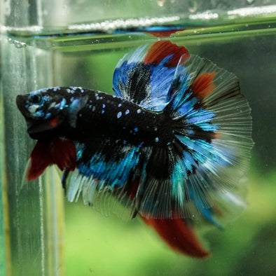 Black Base Galaxy Koi Halfmoon (Avatar) - 14 weeks old