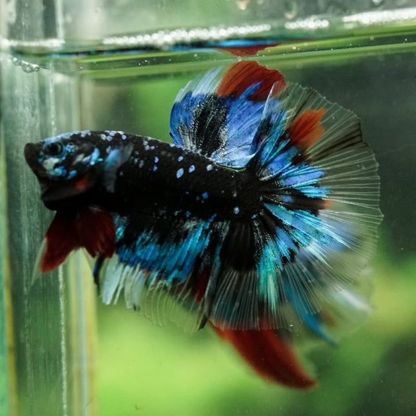 Black Base Galaxy Koi Halfmoon (Avatar) - 14 weeks old