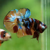 Multicolor/Galaxy Koi Plakat -16 weeks Old